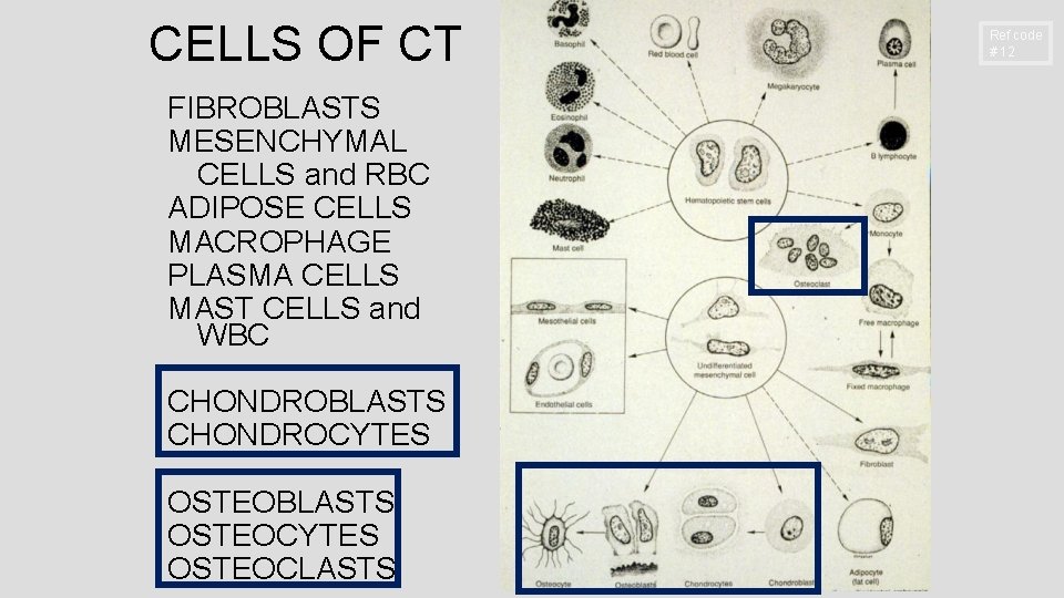 CELLS OF CT FIBROBLASTS MESENCHYMAL CELLS and RBC ADIPOSE CELLS MACROPHAGE PLASMA CELLS MAST