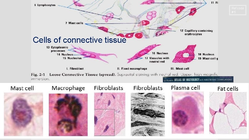 Ref code #5 Cells of connective tissue Ref code #5 Cells of connective tissue