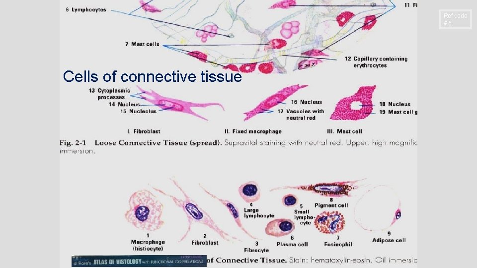 Ref code #5 Cells of connective tissue Ref code #5 Cells of connective tissue