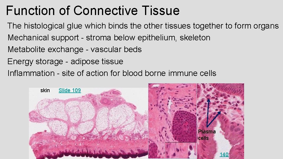 Function of Connective Tissue The histological glue which binds the other tissues together to