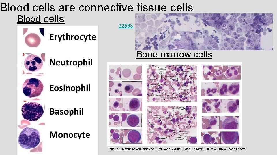 Blood cells are connective tissue cells Blood cells 32583 Bone marrow cells https: //www.