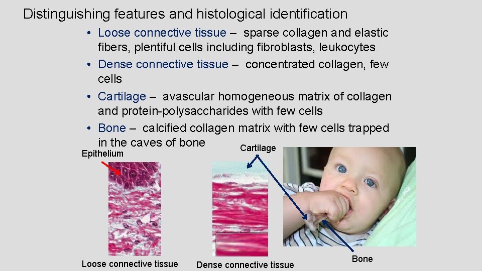 Distinguishing features and histological identification • Loose connective tissue – sparse collagen and elastic