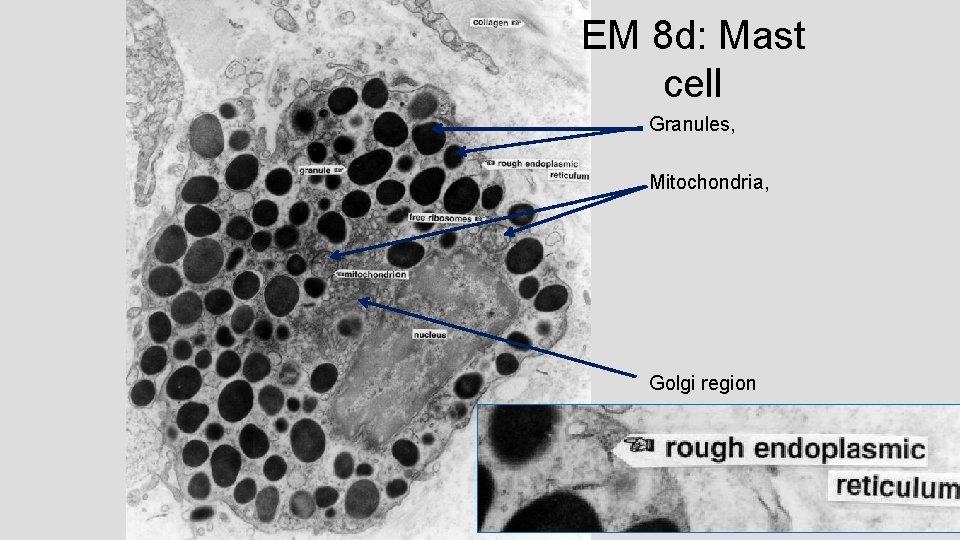 EM 8 d: Mast cell Granules, Mitochondria, Golgi region 