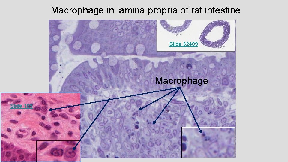 Macrophage in lamina propria of rat intestine Slide 32409 Macrophage Slide 109 