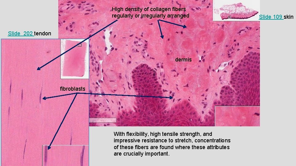 High density of collagen fibers regularly or irregularly arranged Slide 202 tendon dermis fibroblasts