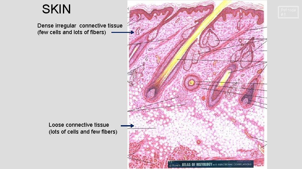SKIN Dense irregular connective tissue (few cells and lots of fibers) Loose connective tissue SKIN Dense irregular connective tissue (few cells and lots of fibers) Loose connective tissue