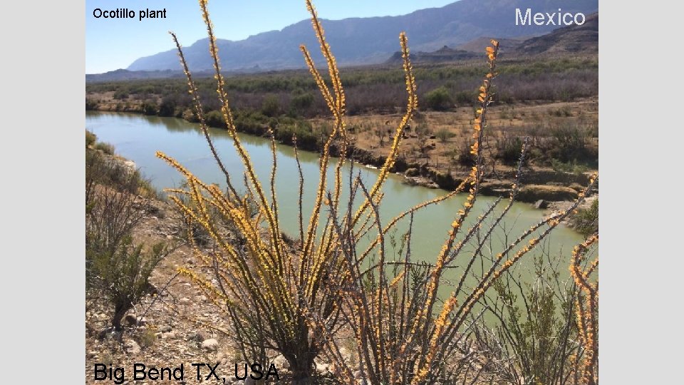 Ocotillo plant Big Bend TX, USA Mexico 