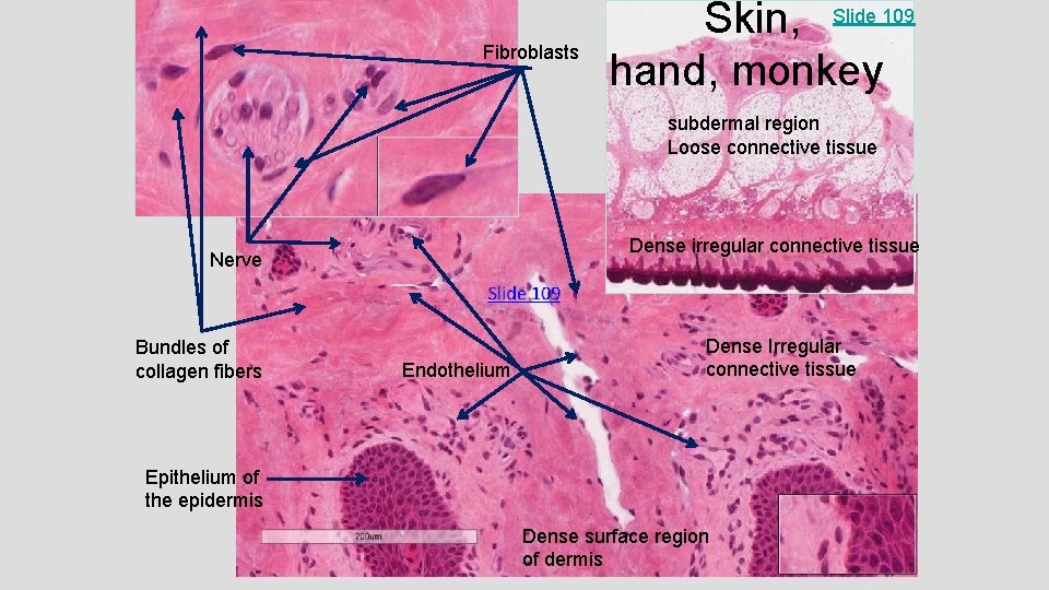 Fibroblasts Skin, Slide 109 hand, monkey subdermal region Loose connective tissue Dense irregular connective