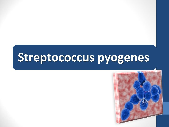 Streptococcus pyogenes 