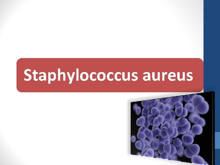 Staphylococcus aureus 
