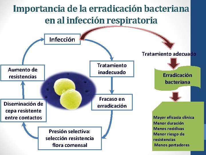 Importancia de la erradicación bacteriana en al infección respiratoria Infección Tratamiento adecuado Tratamiento inadecuado