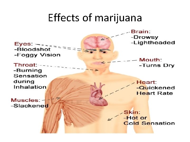 Effects of marijuana 