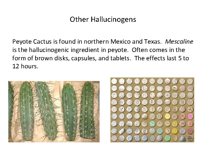 Other Hallucinogens Peyote Cactus is found in northern Mexico and Texas. Mescaline is the