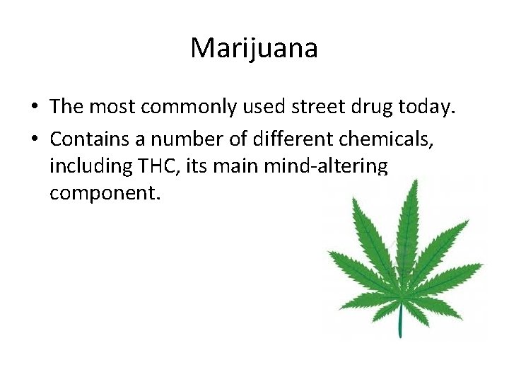 Marijuana • The most commonly used street drug today. • Contains a number of