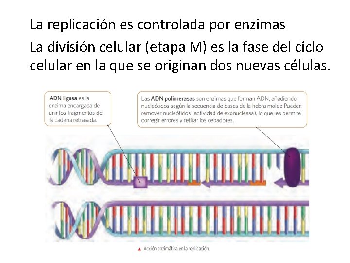 La replicación es controlada por enzimas La división celular (etapa M) es la fase