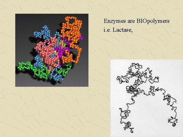 Enzymes are BIOpolymers i. e. Lactase, 