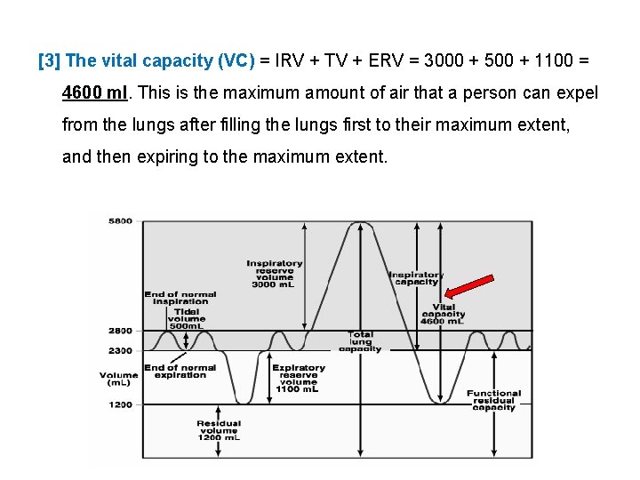 [3] The vital capacity (VC) = IRV + TV + ERV = 3000 +