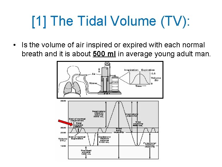 [1] The Tidal Volume (TV): • Is the volume of air inspired or expired