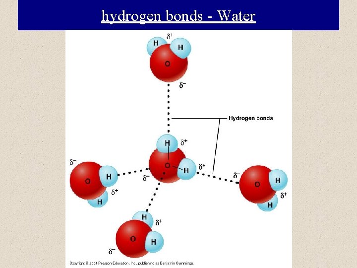 hydrogen bonds - Water 
