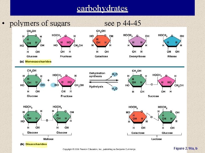 carbohydrates • polymers of sugars see p 44 -45 Figure 2. 14 a, b