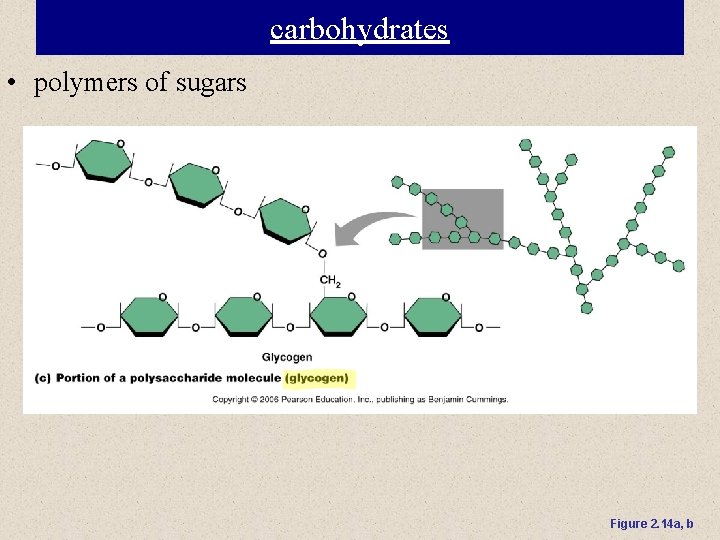 carbohydrates • polymers of sugars Figure 2. 14 a, b 