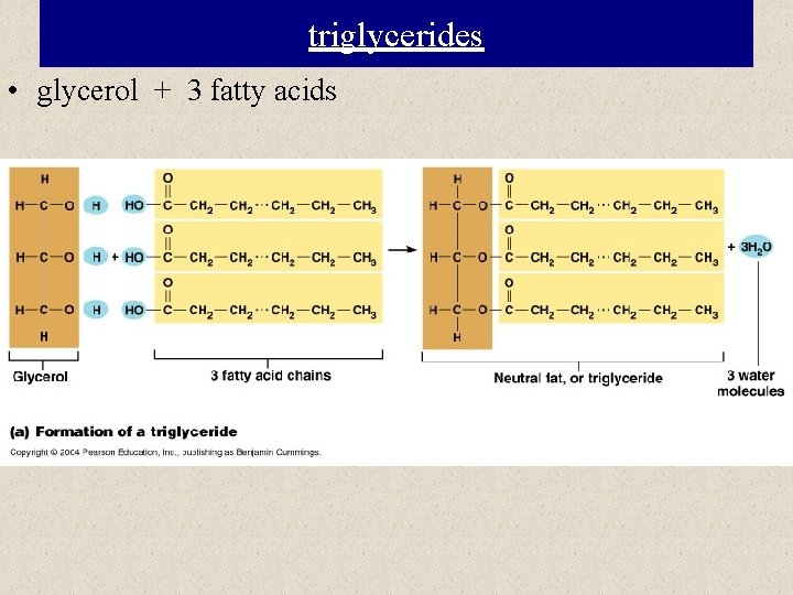 triglycerides • glycerol + 3 fatty acids 