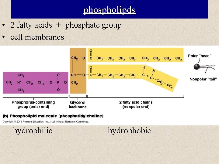 phospholipds • 2 fatty acids + phosphate group • cell membranes hydrophilic hydrophobic 