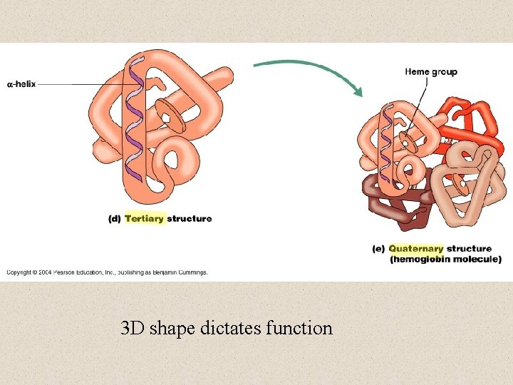 3 D shape dictates function 