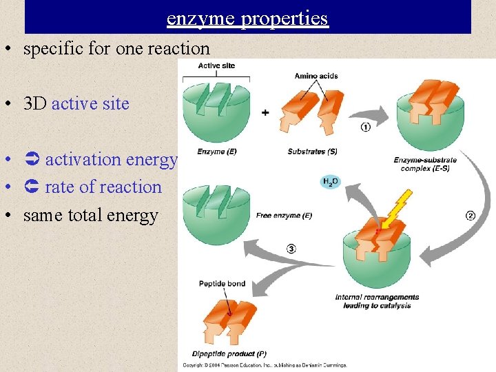 enzyme properties • specific for one reaction • 3 D active site • activation
