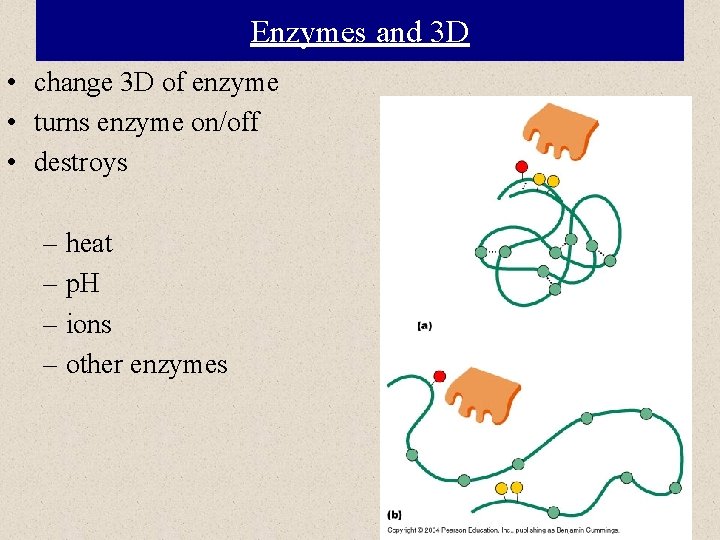 Enzymes and 3 D • change 3 D of enzyme • turns enzyme on/off