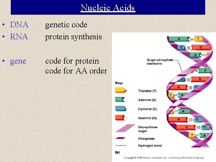 Nucleic Acids • DNA • RNA genetic code protein synthesis • gene code for