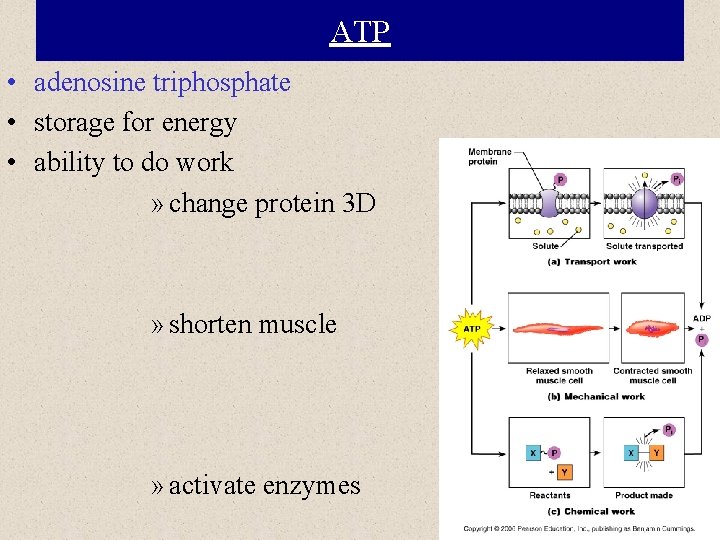 ATP • adenosine triphosphate • storage for energy • ability to do work »