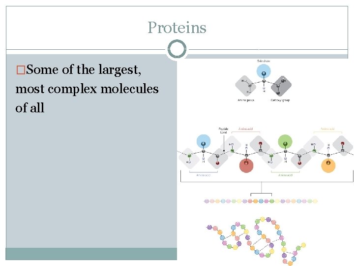 Proteins �Some of the largest, most complex molecules of all 