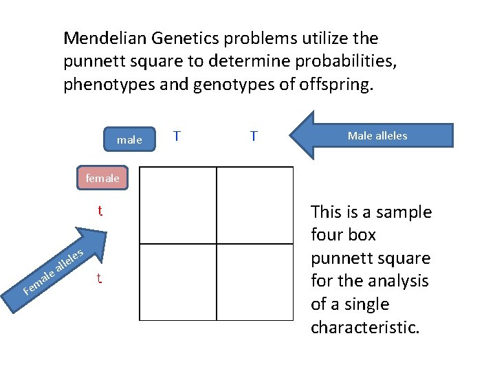Mendelian Genetics problems utilize the punnett square to determine probabilities, phenotypes and genotypes of
