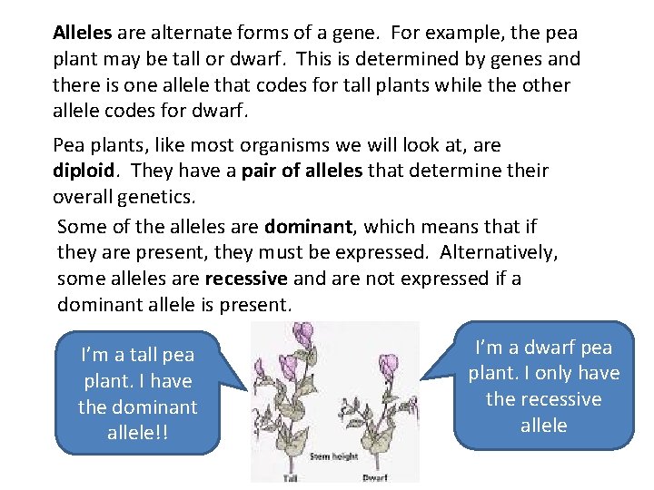 Alleles are alternate forms of a gene. For example, the pea plant may be