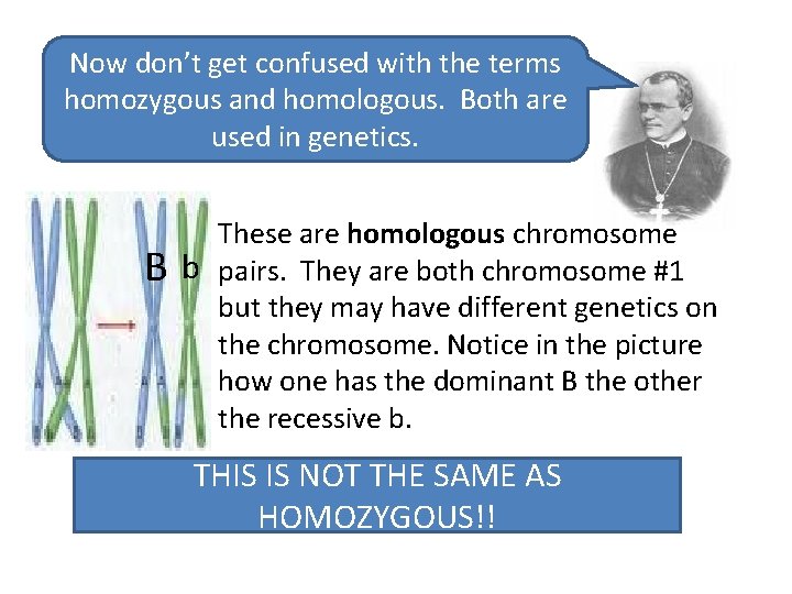 Now don’t get confused with the terms homozygous and homologous. Both are used in