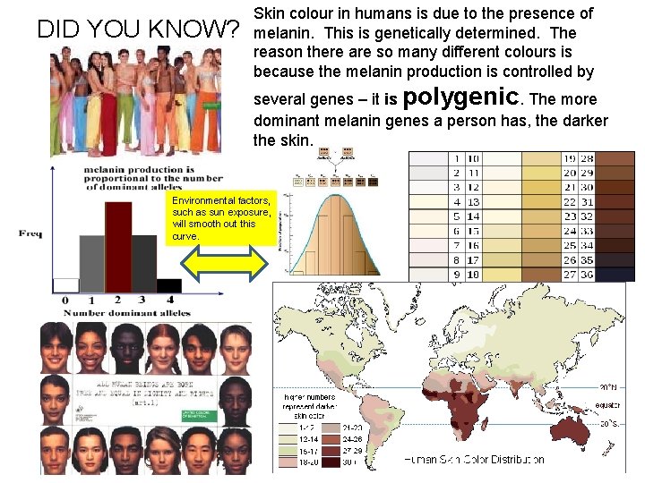 DID YOU KNOW? Skin colour in humans is due to the presence of melanin.
