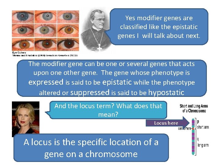 Yes modifier genes are classified like the epistatic genes I will talk about next.