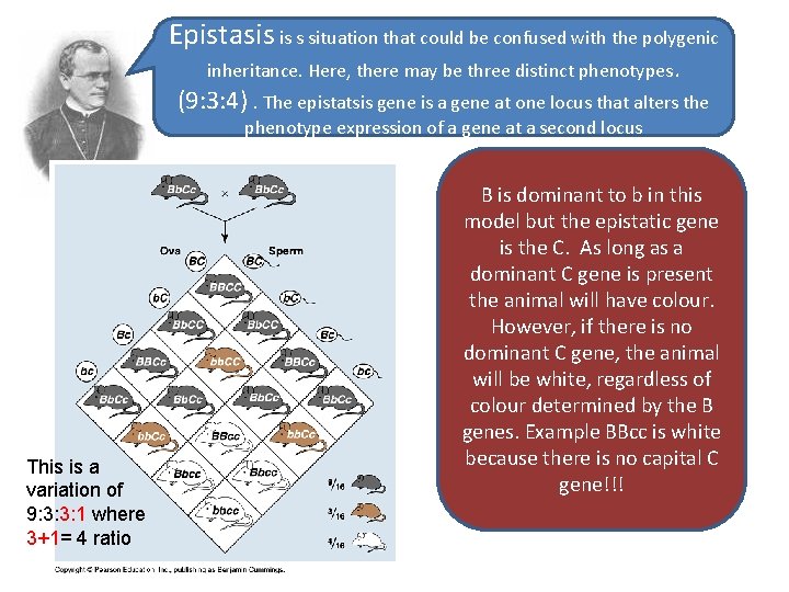 Epistasis is s situation that could be confused with the polygenic inheritance. Here, there