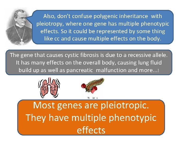 Also, don’t confuse polygenic inheritance with pleiotropy, where one gene has multiple phenotypic effects.