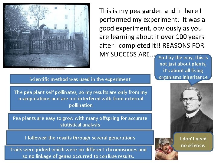 This is my pea garden and in here I performed my experiment. It was