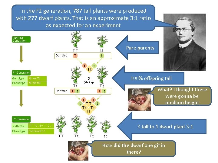 In the F 2 generation, 787 tall plants were produced with 277 dwarf plants.