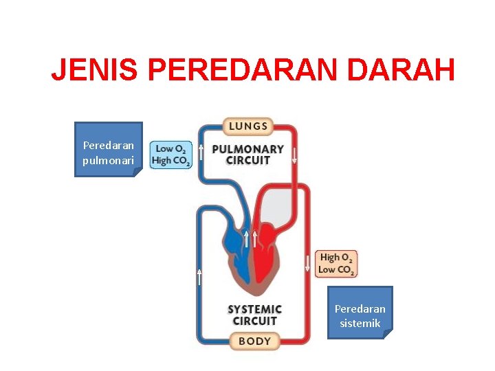 JENIS PEREDARAN DARAH Peredaran pulmonari Peredaran sistemik 