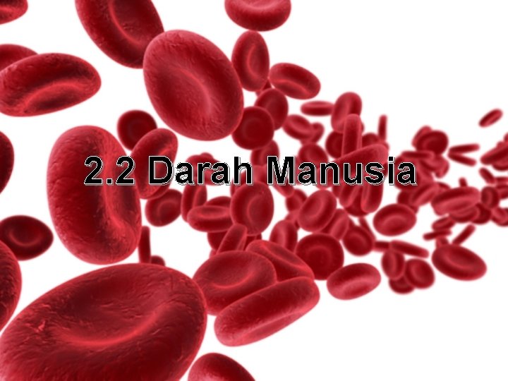 2. 2 Darah Manusia 