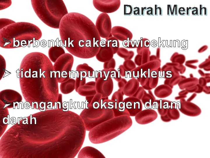 Darah Merah Øberbentuk cakera dwicekung Ø tidak mempunyai nukleus Ømengangkut oksigen dalam darah 