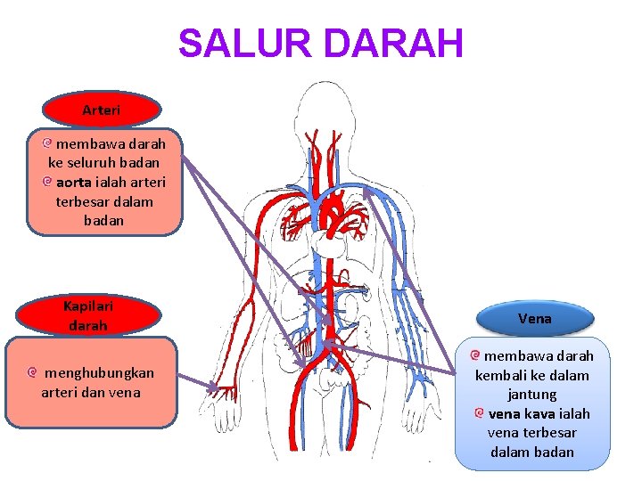 SALUR DARAH Arteri membawa darah ke seluruh badan aorta ialah arteri terbesar dalam badan