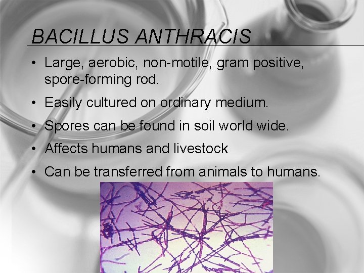 BACILLUS ANTHRACIS • Large, aerobic, non-motile, gram positive, spore-forming rod. • Easily cultured on