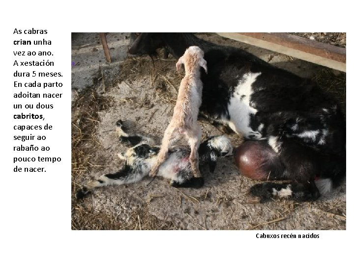 As cabras crian unha vez ao ano. A xestación dura 5 meses. En cada