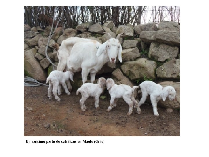 Un rarísimo parto de catrillizos en Maule (Chile) 