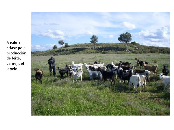 A cabra críase pola producción de leite, carne, pel e pelo. 